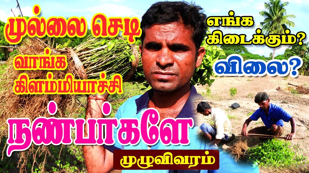 முல்லை பூ செடி வாங்க கிளம்பியாச்சு நண்பர்களே |                        6 மாதத்தில் பூ பறிக்கலாம்