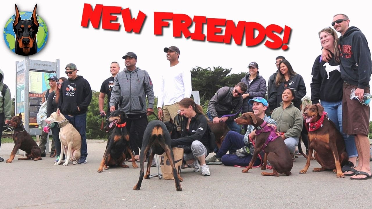Doberman Owner Groups—Get Outside and Meet Up!