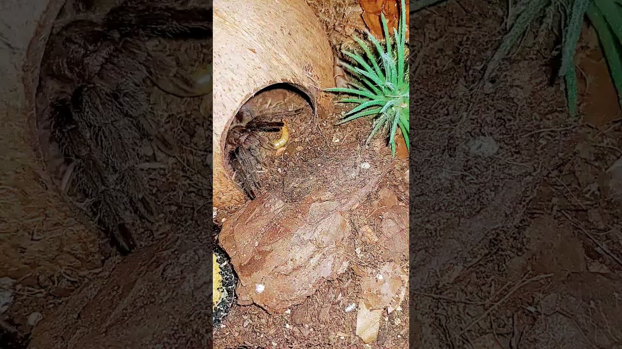 Lame mealworm, cool spider! 😎 #spider #tarantula #feeding #grammostola #pulcra #insects