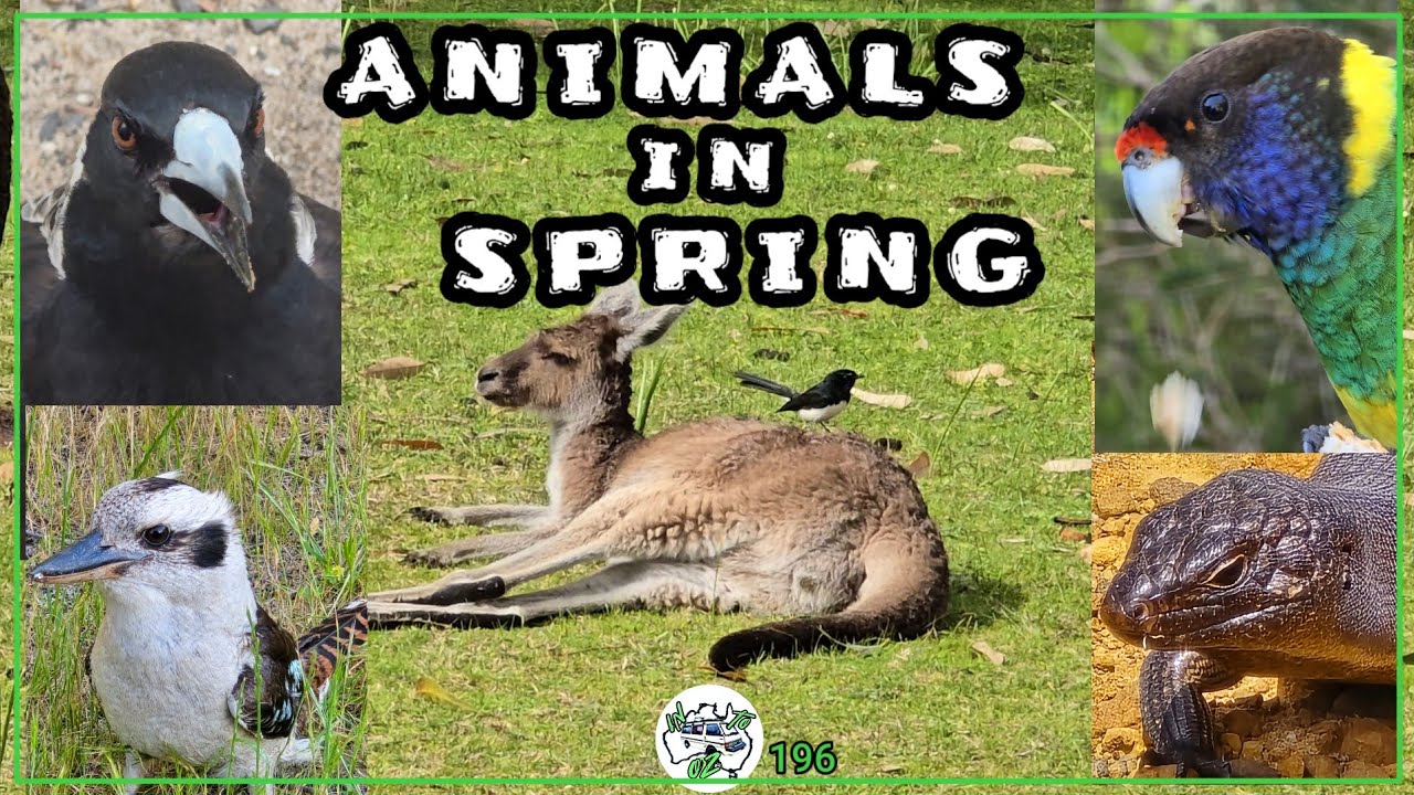 Animals in Spring,Western Australia