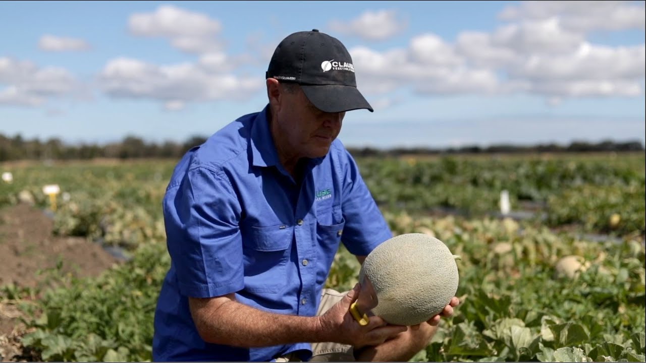 HM Clause melon varieties at the 2020 Australian Melon Conference & Field Day trial site, Hamel.