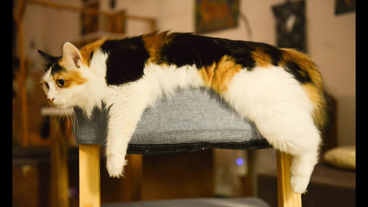 Surprising Cat Teamwork: The Secret Lives of Felines in the Wild!