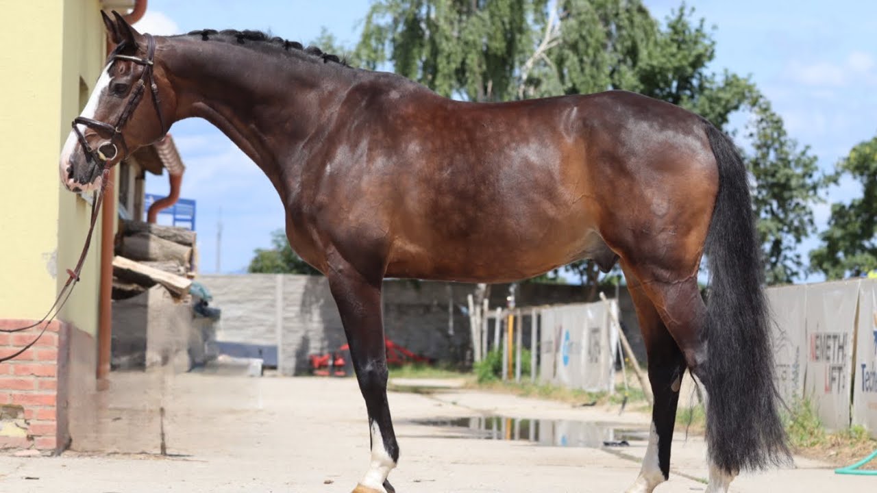 *TOP EASY TEACHER* CAMERON, 2012, gelding by Connor (Casall) @ANSporthorses