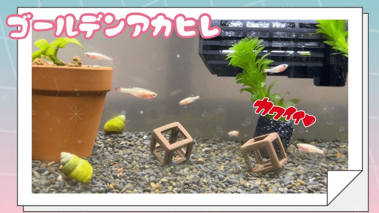 【祝☆熱帯魚デビュー】ゴールデンアカヒレ★お迎えしました