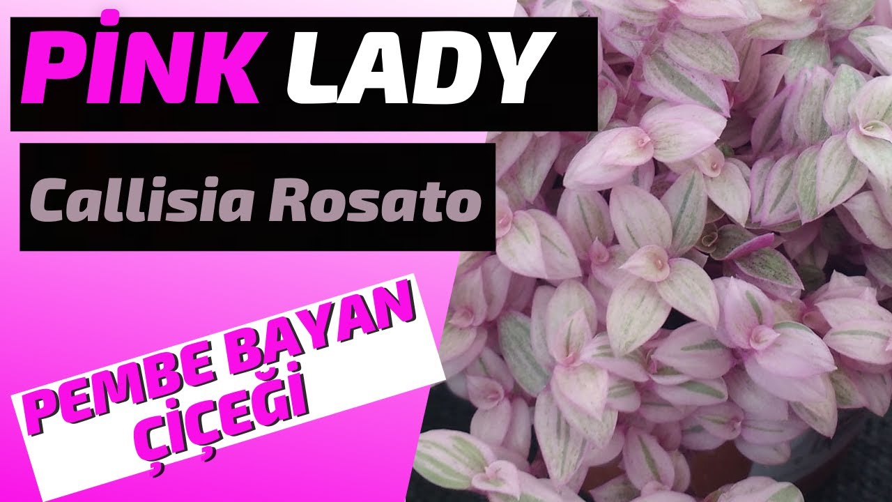 PEMBE BAYAN ÇİÇEĞİ ( Pink Lady)  // Callisia Rosato