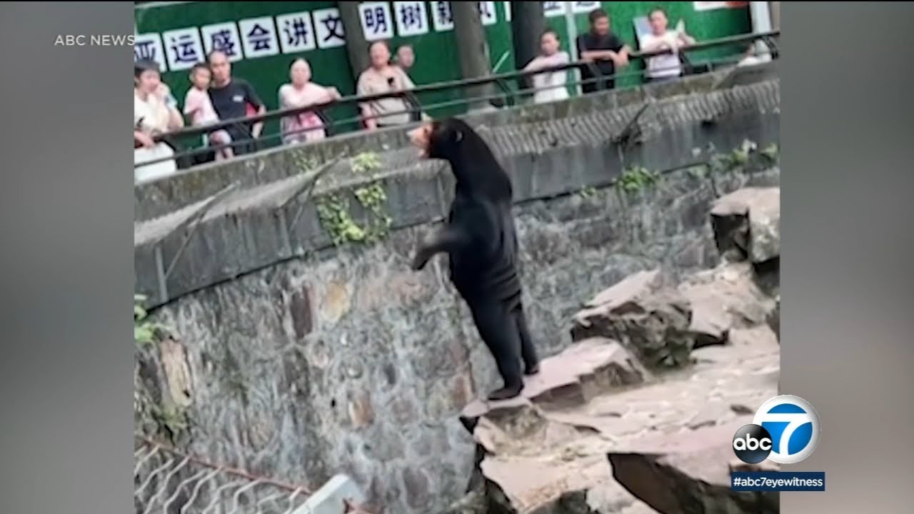 Sun bears at China zoo cause frenzy for their humanlike behavior