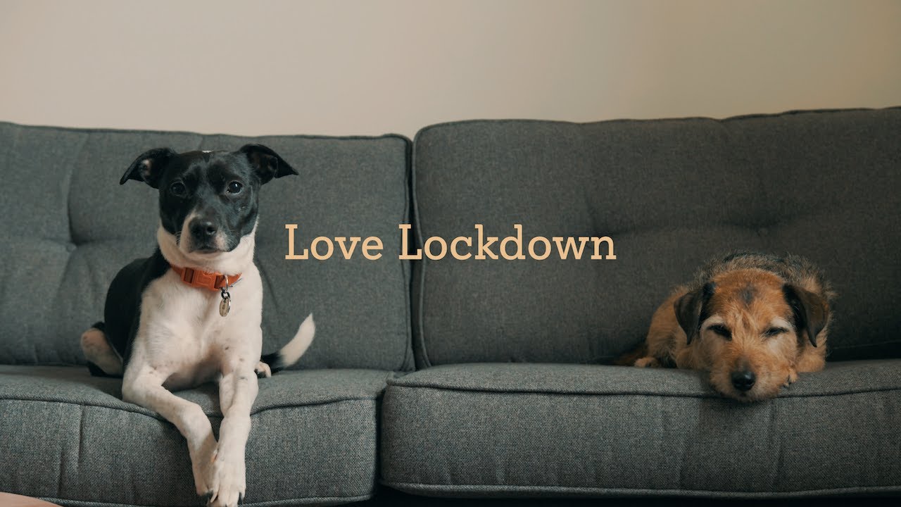 Love Lockdown - Dogs Loving In Lockdown