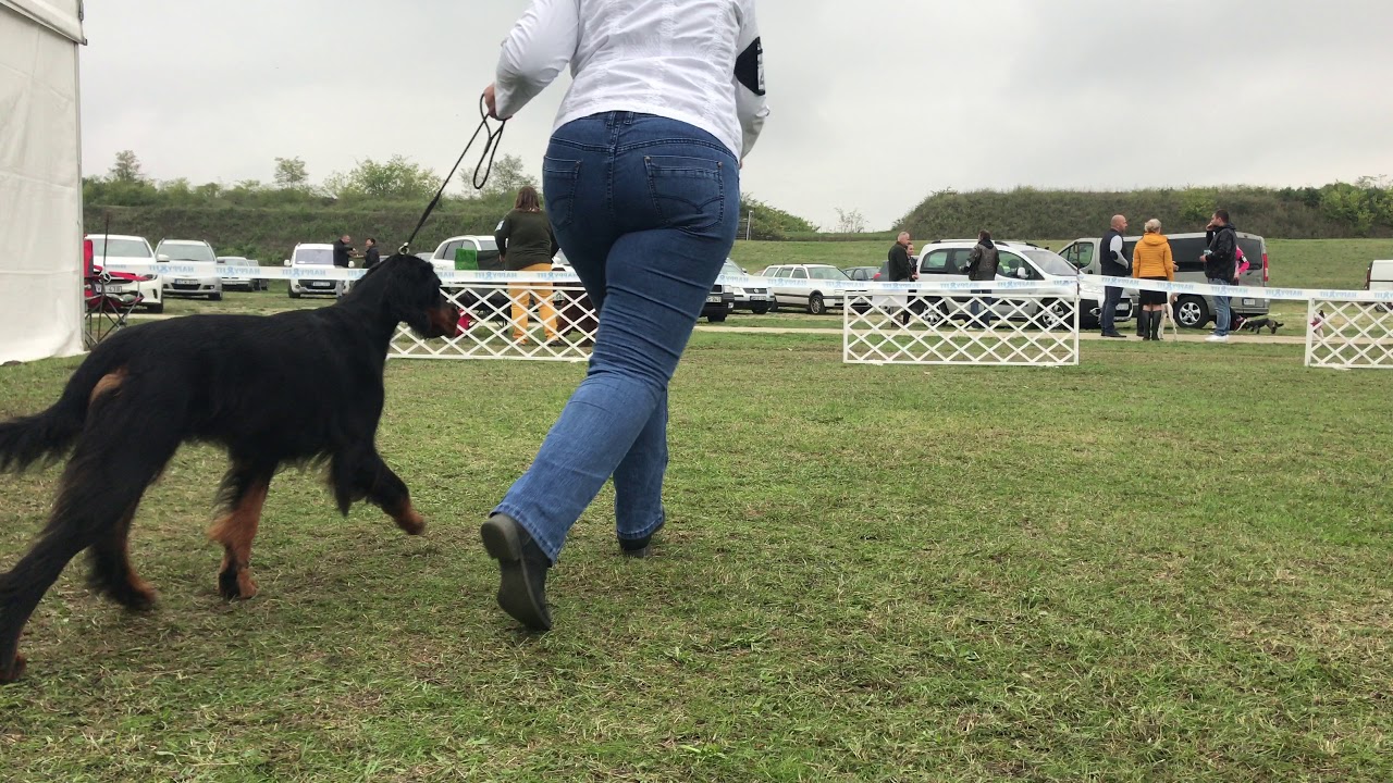 Gordon szetter   Nyílt szuka I. - Komárom CAC - 2017.09.24