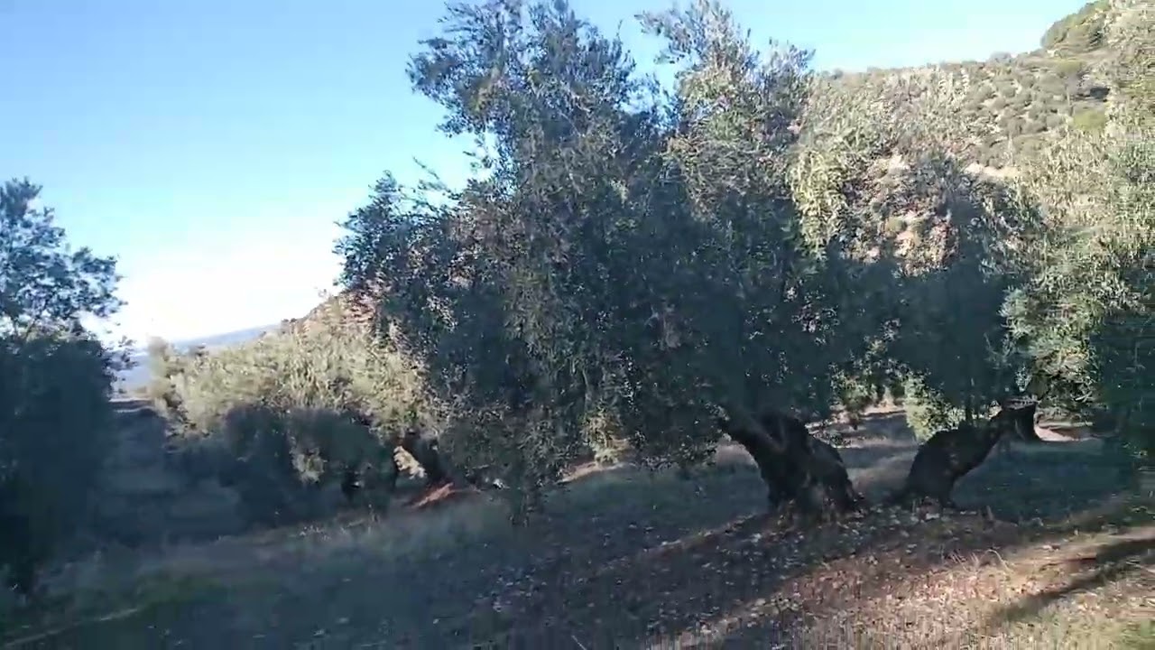 Tratamiento correcto olivar.