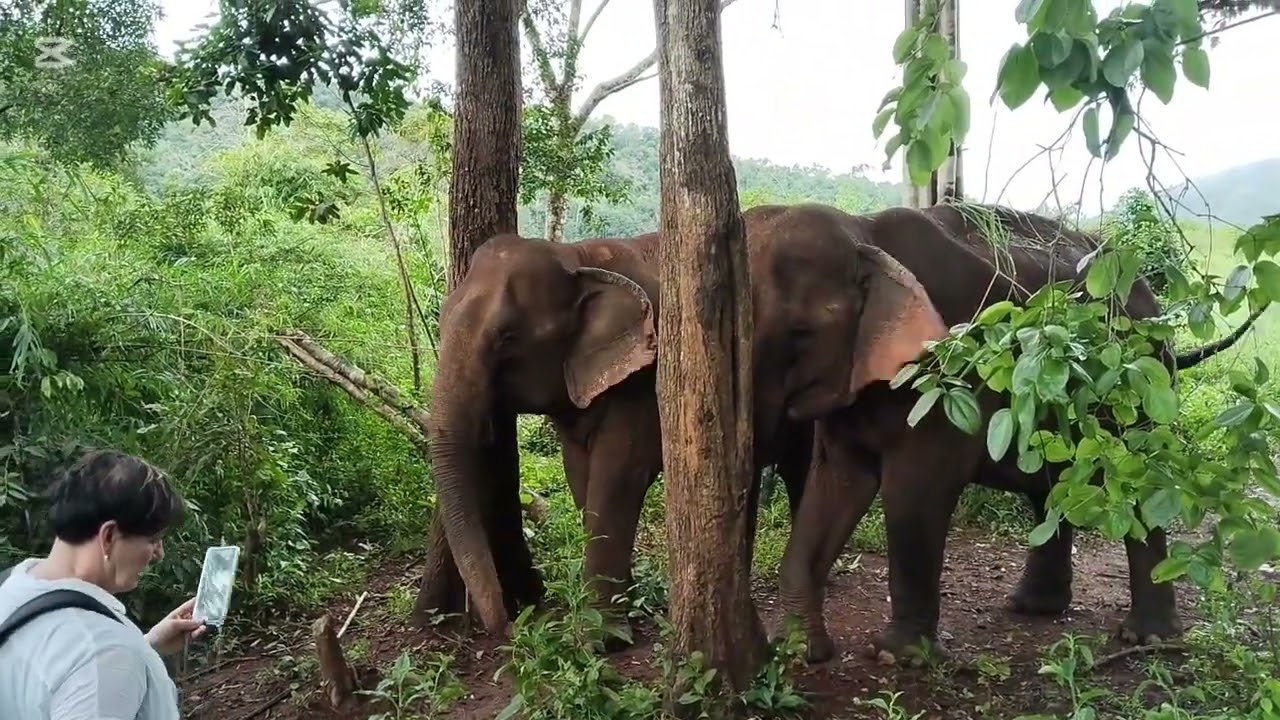 Tourists from France and England visit Elephants at Purotang Village close to the river.