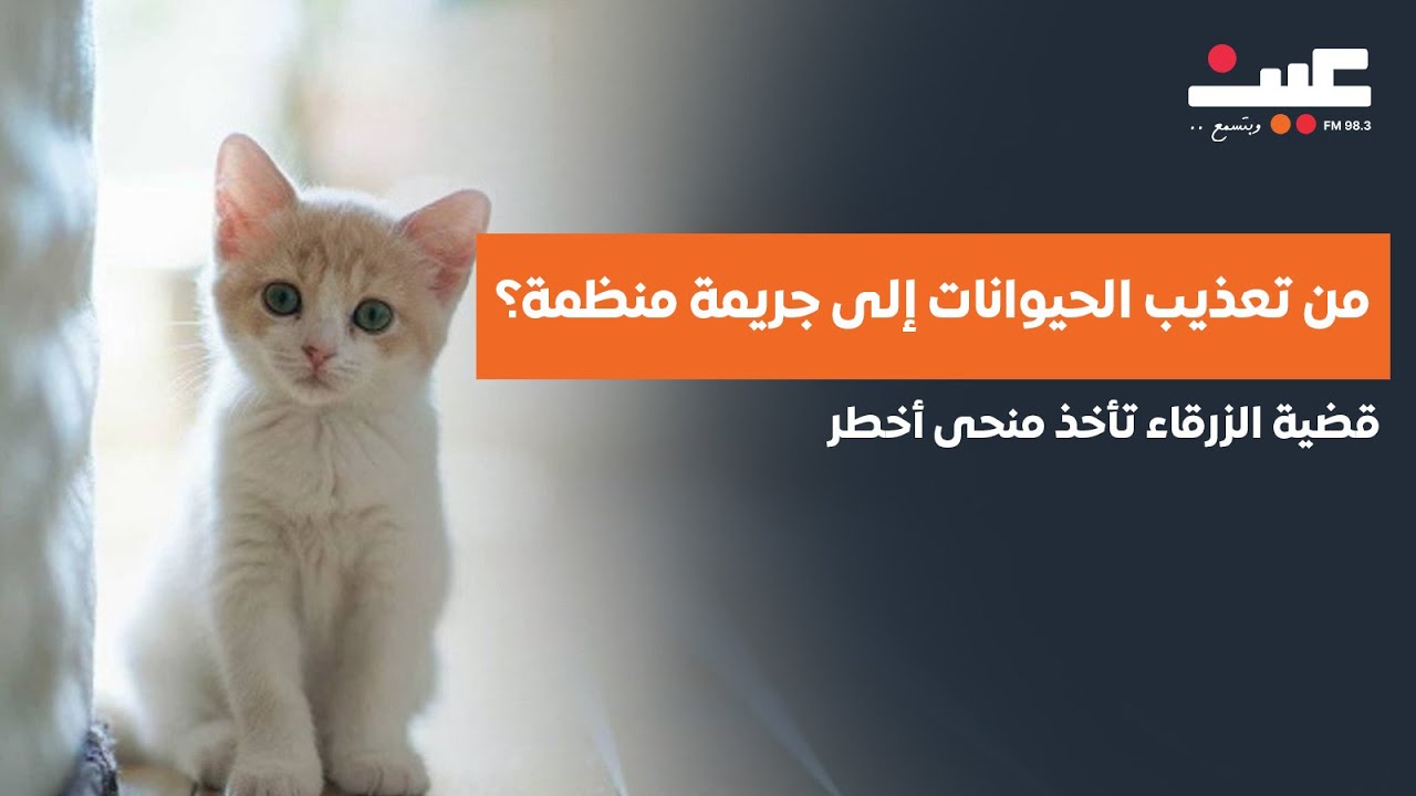 من تعذيب الحيوانات إلى جريمة منظمة؟  قضية الزرقاء تأخذ منحى أخطر!