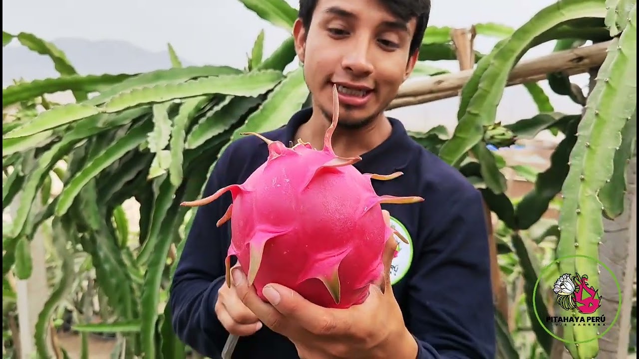 📈 PITAHAYA 