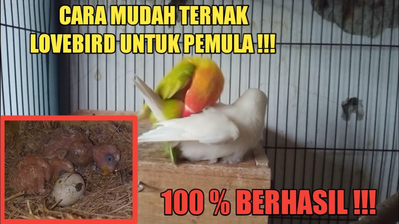 CARA TERNAK LOVEBIRD UNTUK PEMULA !!!