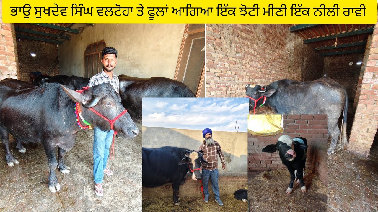 #date (05-03-26) ਭਾਂਉ ਸੁਖਦੇਵ ਸਿੰਘ ਵਲਟੋਹਾ ਤੇ ਫੂਲਾਂ ਆਗਿਆ ਪੰਜ ਛੇ ਝੋਟੀਆਂ ਤਾਜ਼ੀਆਂ ਸੂਈਆ ਵਿਕਾਊ 