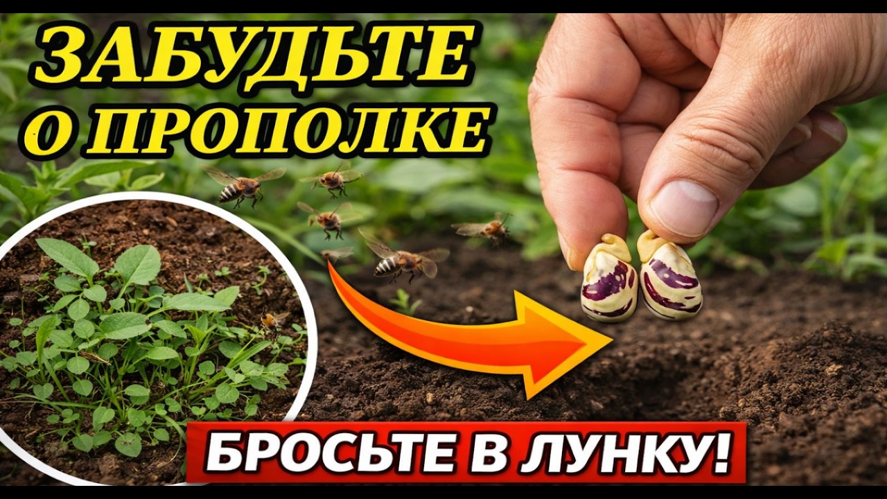 БРОСЬТЕ ЭТО В ЛУНКУ С КАРТОФЕЛЕМ! Колорадский жук исчезнет, а урожай удвоится.