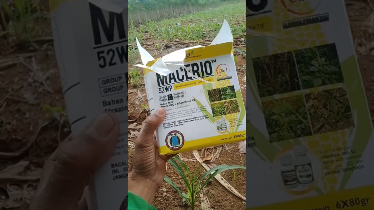 Racun Rumput MACERIO 52WP.