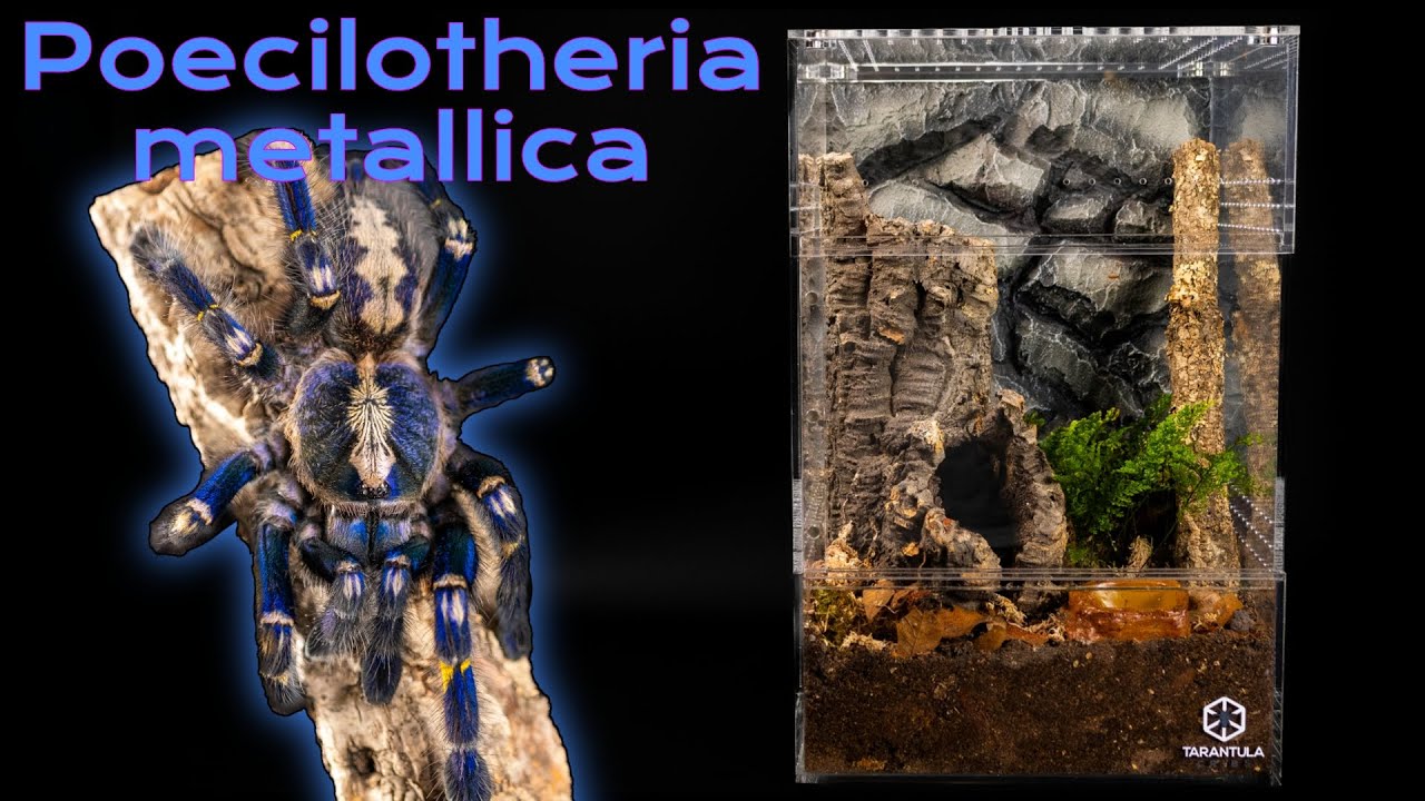 Руководство по уходу за декоративным тарантулом Гути Сапфир (Poecilotheria metallica) | Установка...