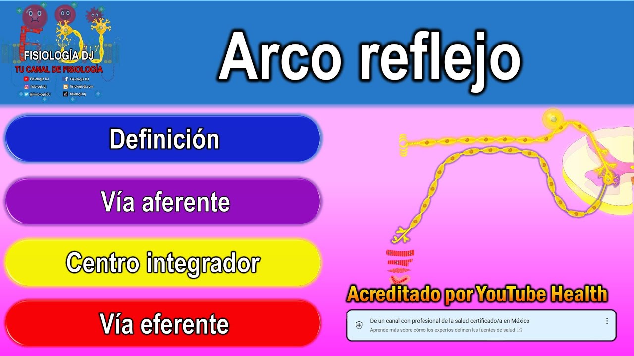 Arco reflejo | Arco reflejo sistema nervioso | Arco reflejo fisiolog&iacute;a