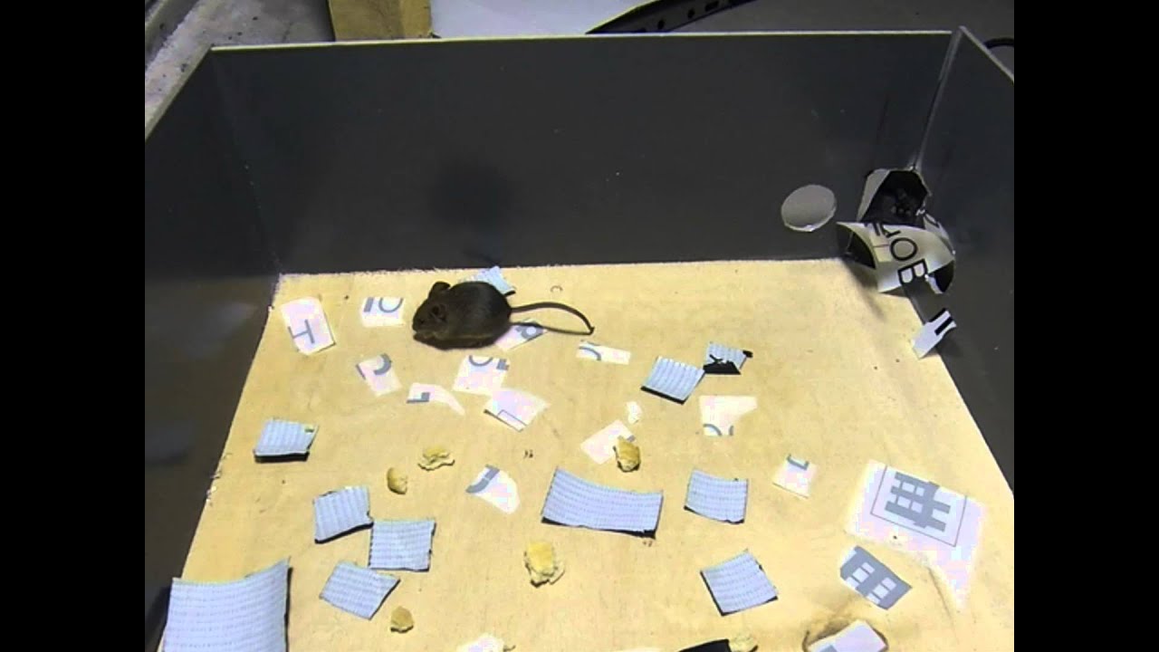 funny animals - mouse was afraid of the sticky pieces of paper (мышь и липкие бумажки)