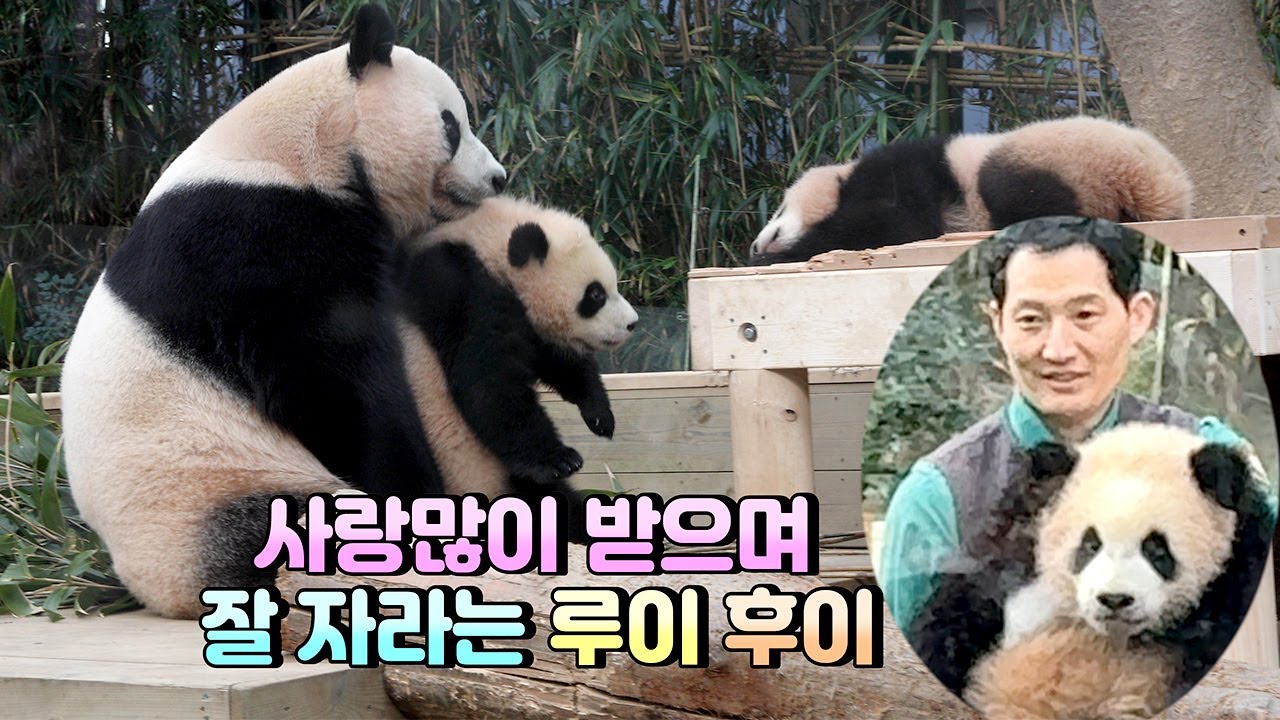 *쌍둥이 판다*사랑이와 할부지의 보살핌 속에 무럭무럭 잘 자라는 루이와 후이의 200일 루이에게 밀려 떨어지고 플레이봉에서 떨어져도...