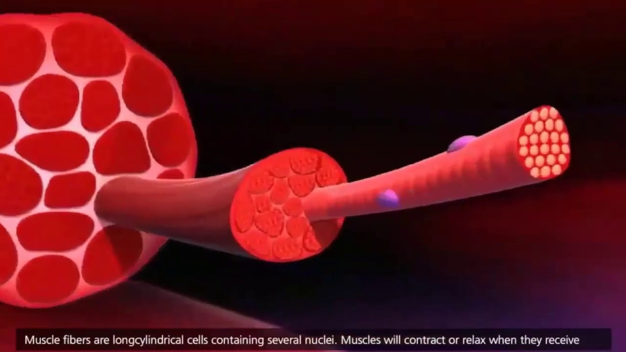 Breve animación del proceso de contracción muscular.
