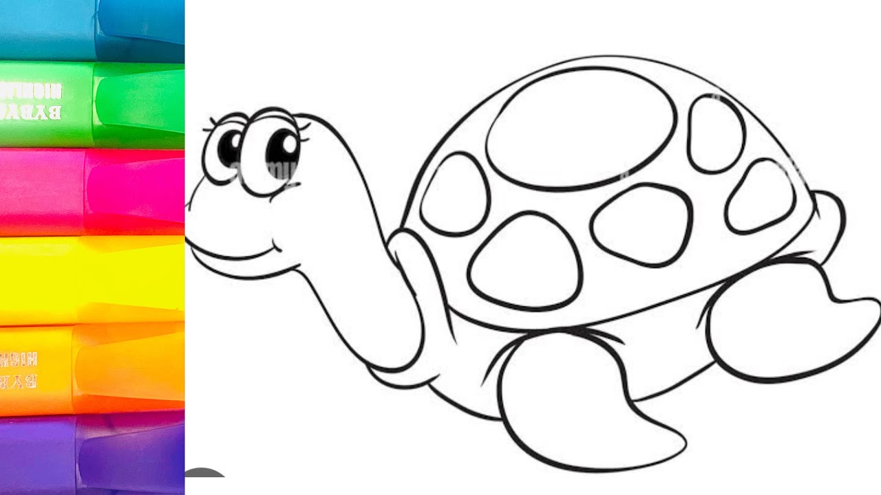 How to color a tortoise 