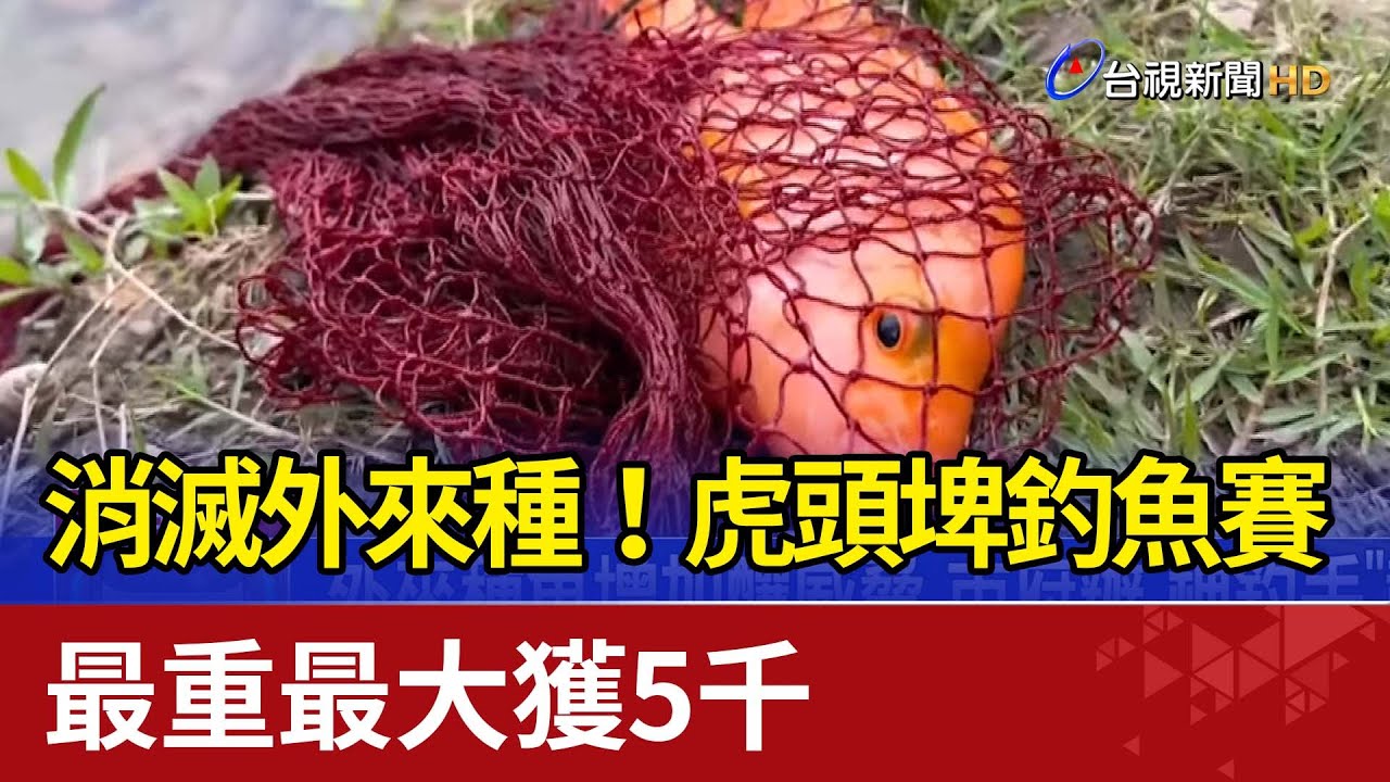 消滅外來種！虎頭埤釣魚賽 最重最大獲5千