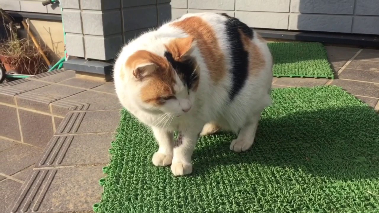 毎日家に来るのら猫