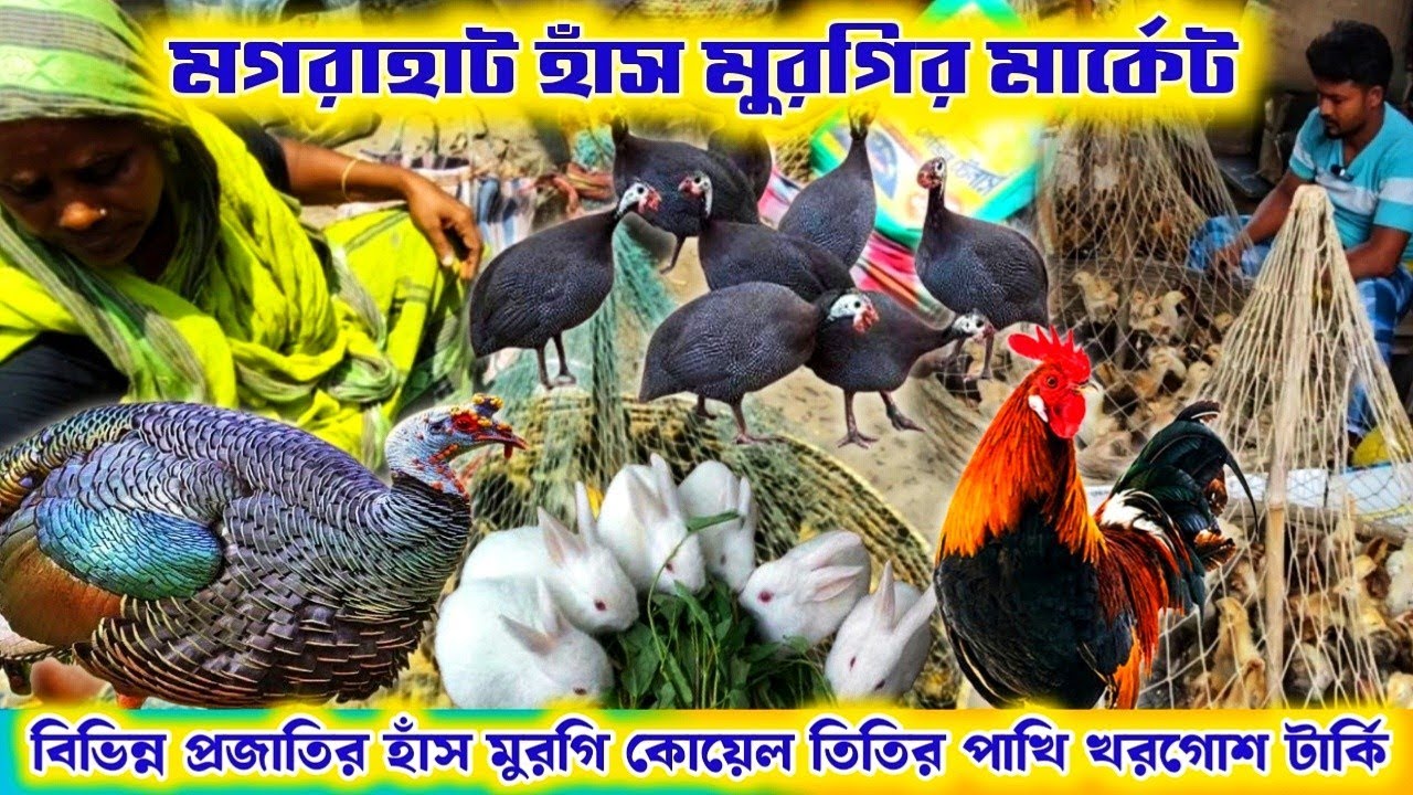 মগরাহাট হাঁস মুরগি পশু পাখির হাট।সস্তায় হাঁস মুরগি তিতির পাখি খরগোশ।Magrahat hens & ducks market