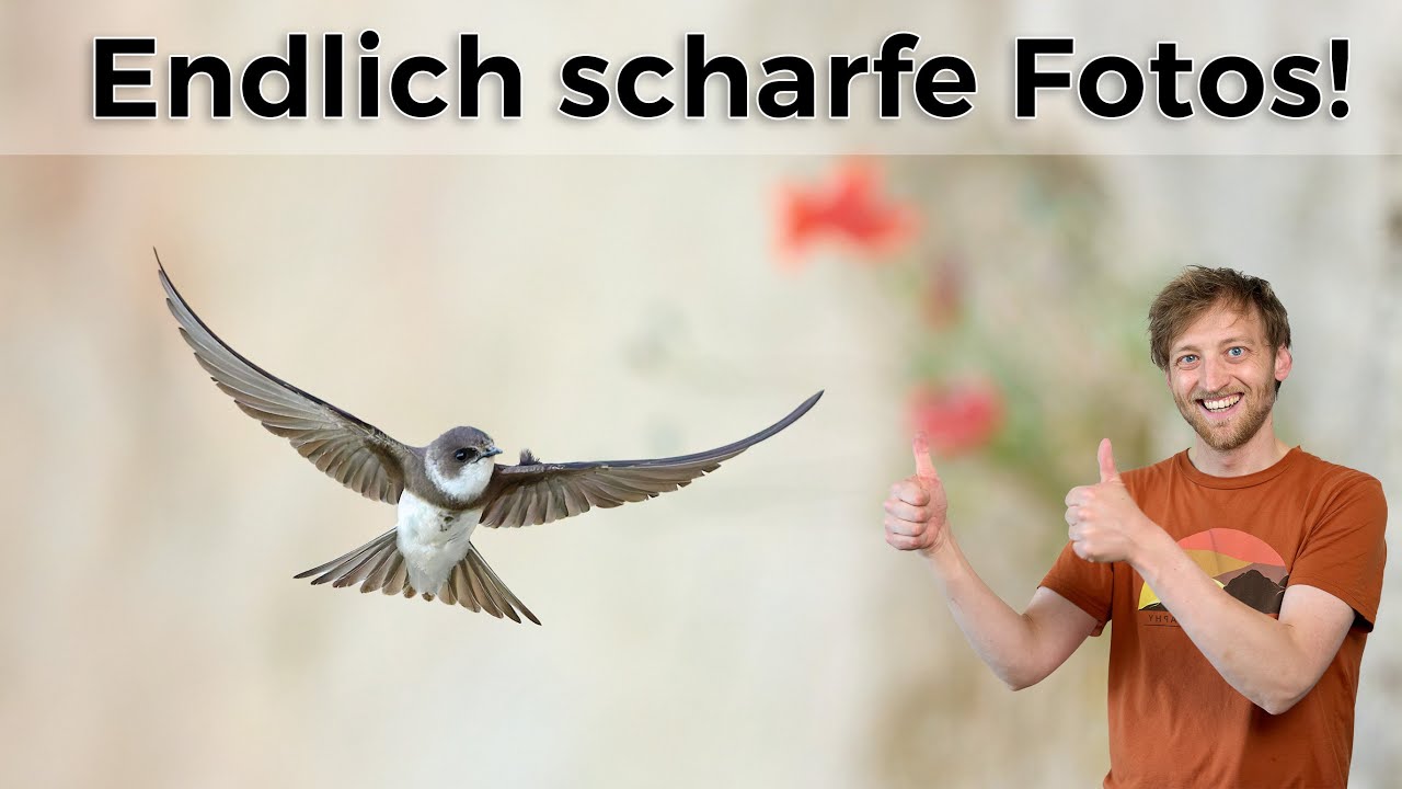 Uferschwalben im Flug fotografieren - so gelingen dir scharfe Fotos