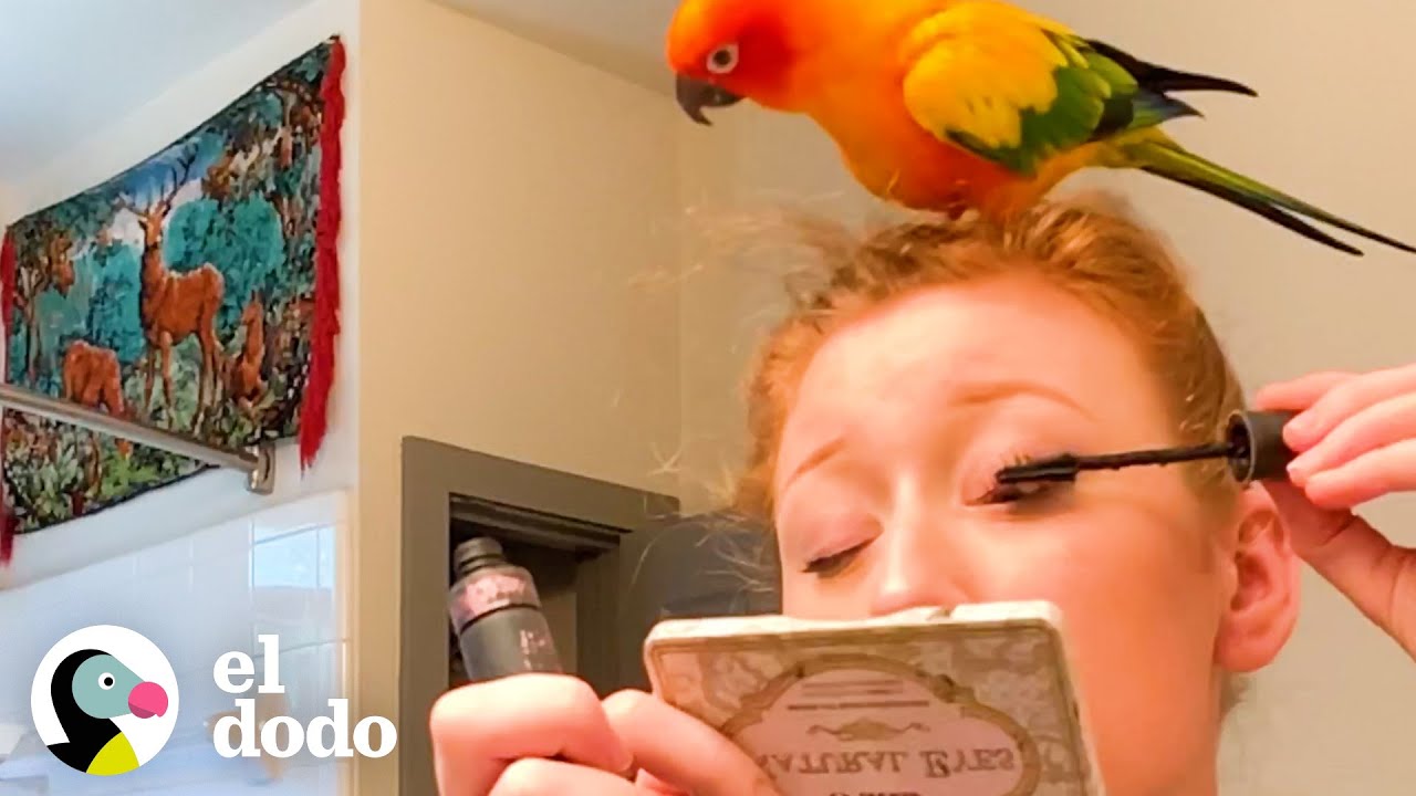 Loro tiene algo que decir a todo lo que hace su mamá, y a ella le encanta | Almas Gemelas | El Dodo