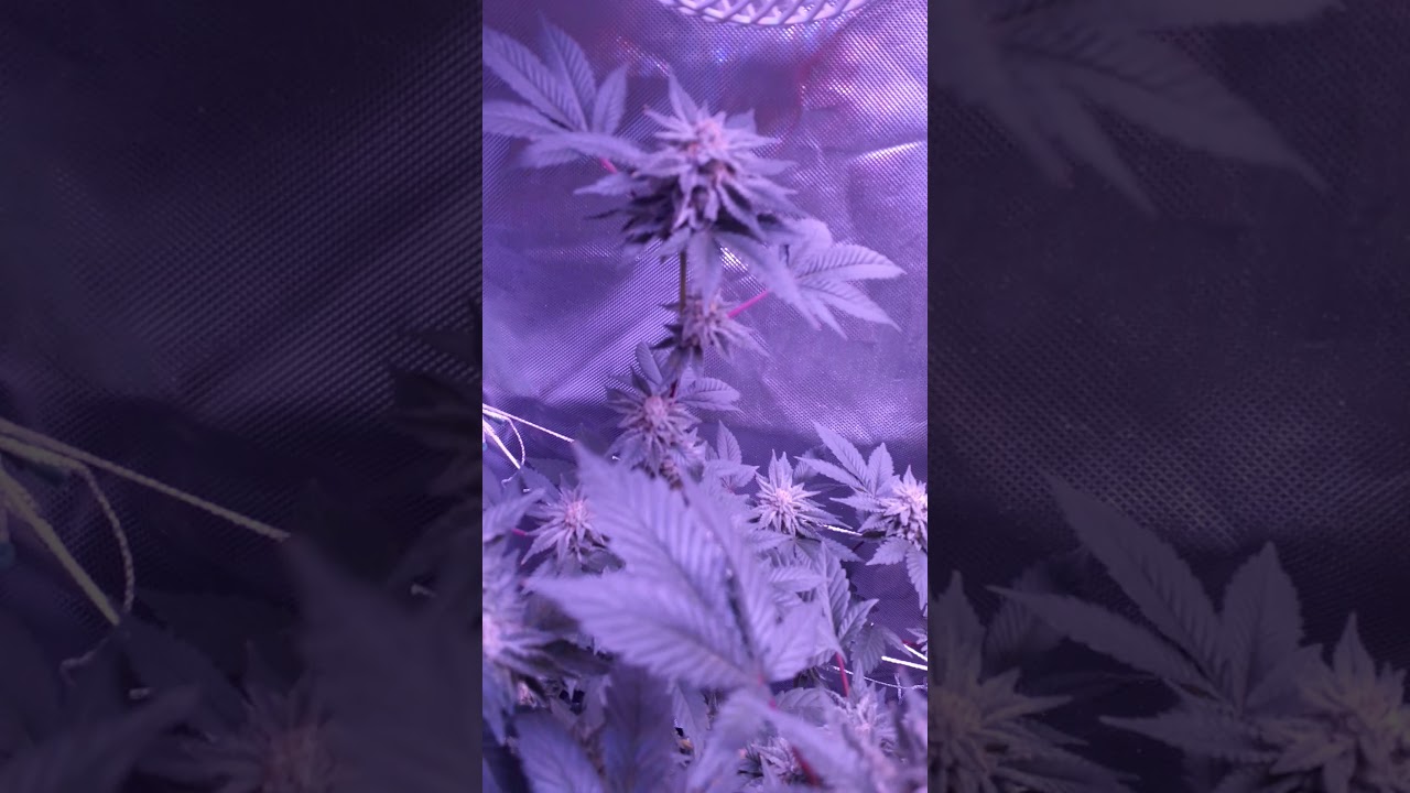 Chemdawg 2&times;4 tent grow end of week 5 flower
