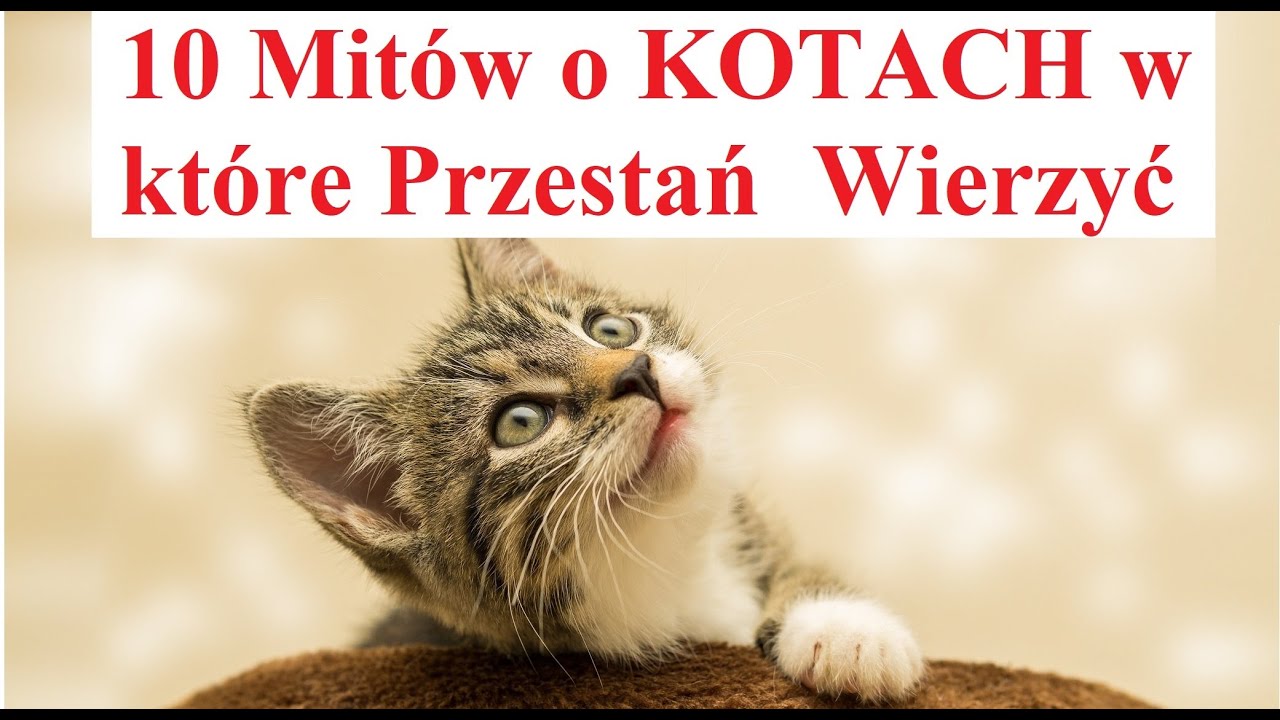 10 Mitów o KOTACH w które przestań Wierzyć