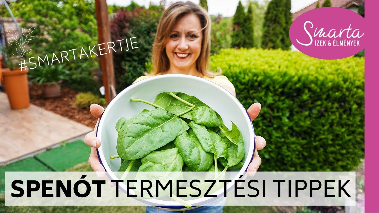 Spen&oacute;t termeszt&eacute;se egyszerűen (ak&aacute;r az erk&eacute;lyen is)