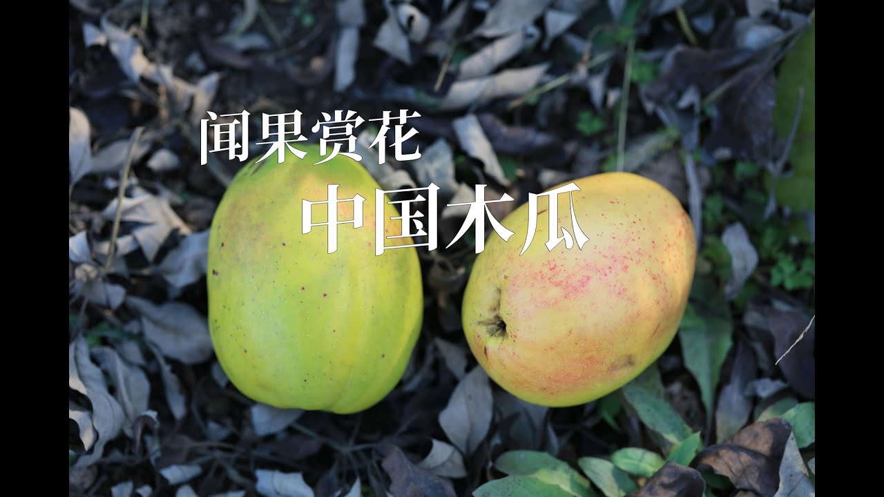 闻香识中国木瓜 Chinese Quince