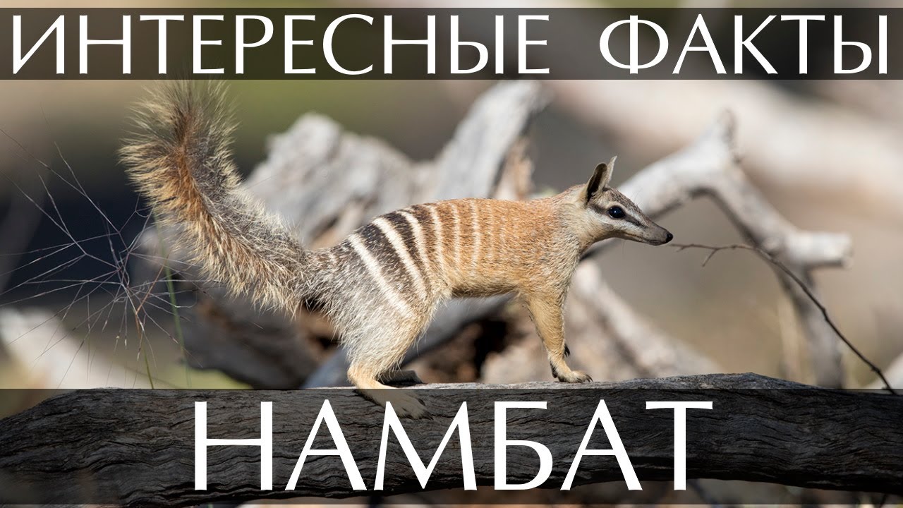 Намбат - интересные факты (Сумчатый муравьед, мурашеед)