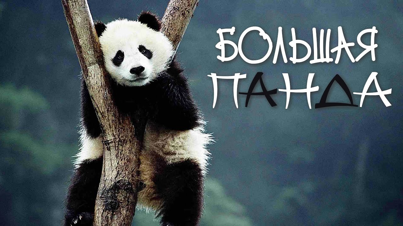 Панда: живое сокровище Китая | Большая панда | Познавательное видео