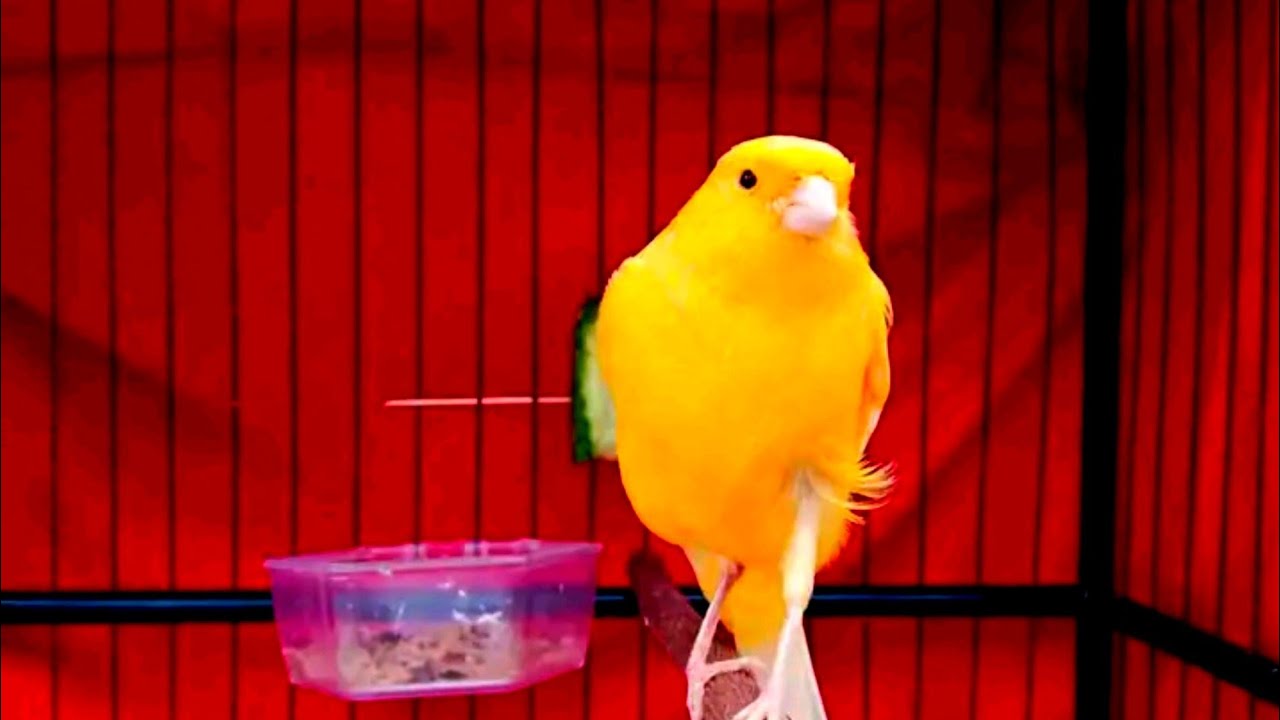 cuitanya bikin emosi kenari lain dengar pasti bunyi gacor panjang ‼️