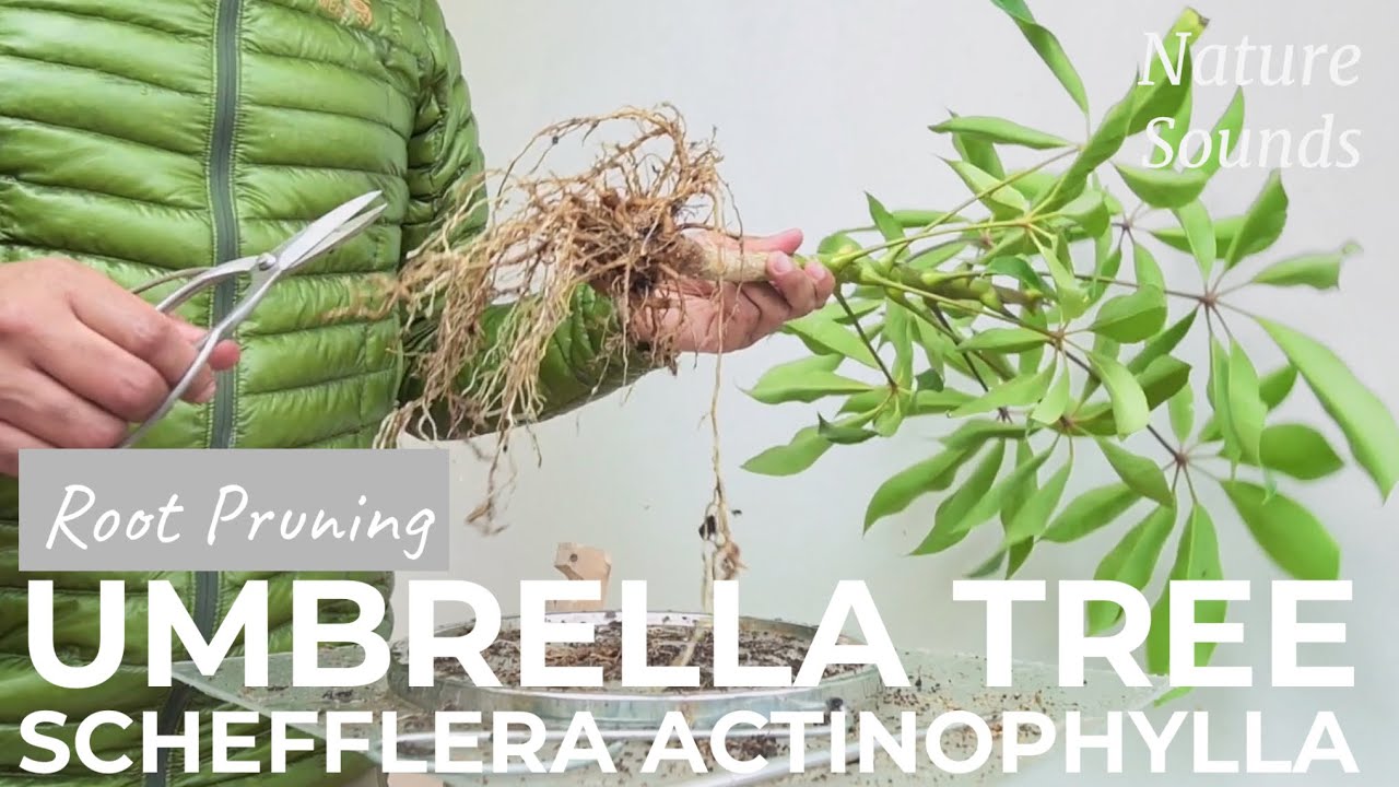 Umbrella Tree, Schefflera Actinophylla, Rare Nursery Find, Feb2022
