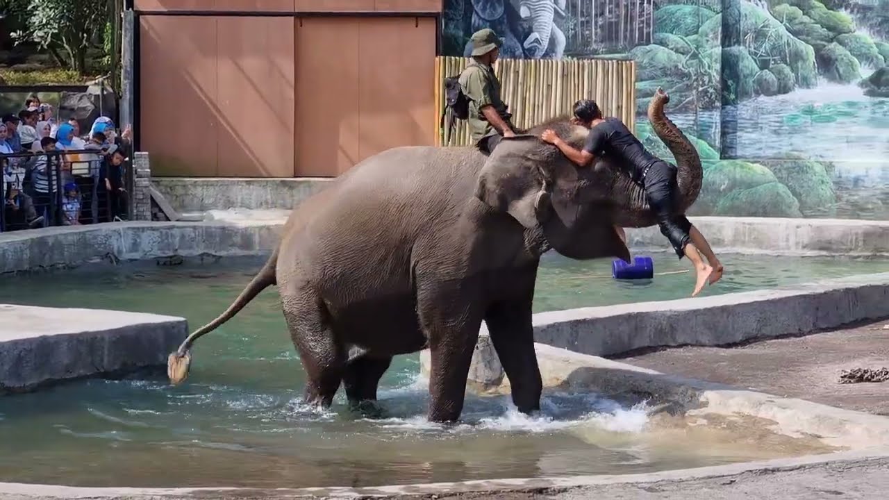 Atraksi terkeren gajah di Lembang park zoo