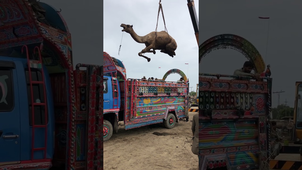 Camel loading in truck #yt #camel #lighttruck #shortvideo #camelloading #animals