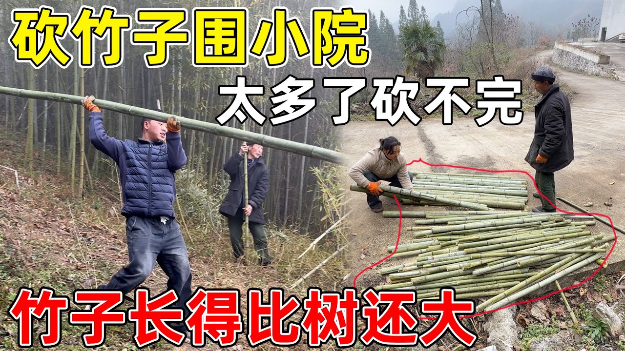 回老家看竹子围小院,  长了十几年的竹子比树还要大,  要多少砍就砍多少  老房子周围都围起来