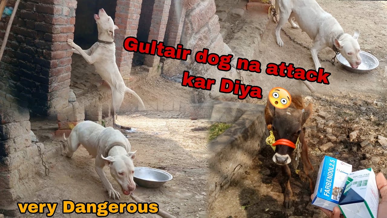 Gultair dog na attack kar Diya 😱 OMG very Dangerous Dog || Haider Punjabi Shok vlog..