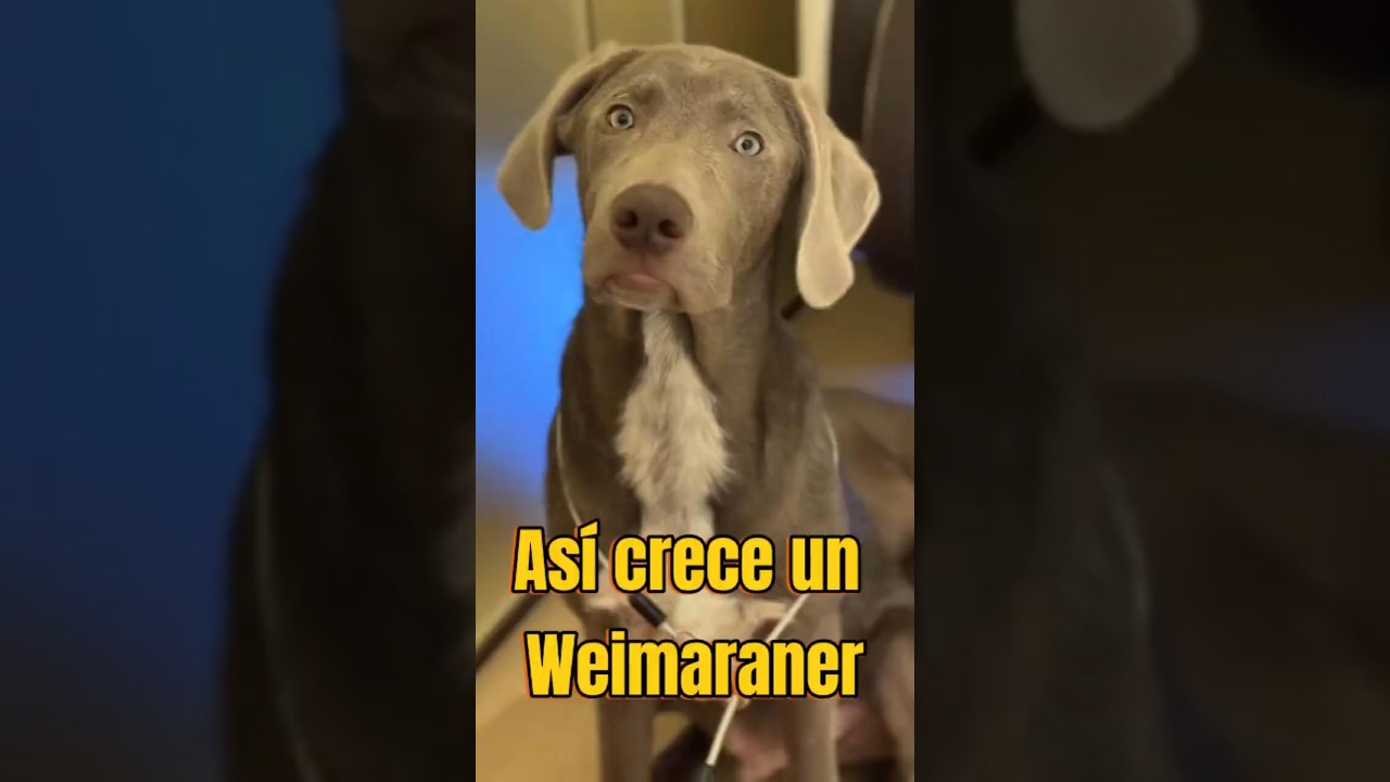 ¡Así es como crece un Weimaraner!