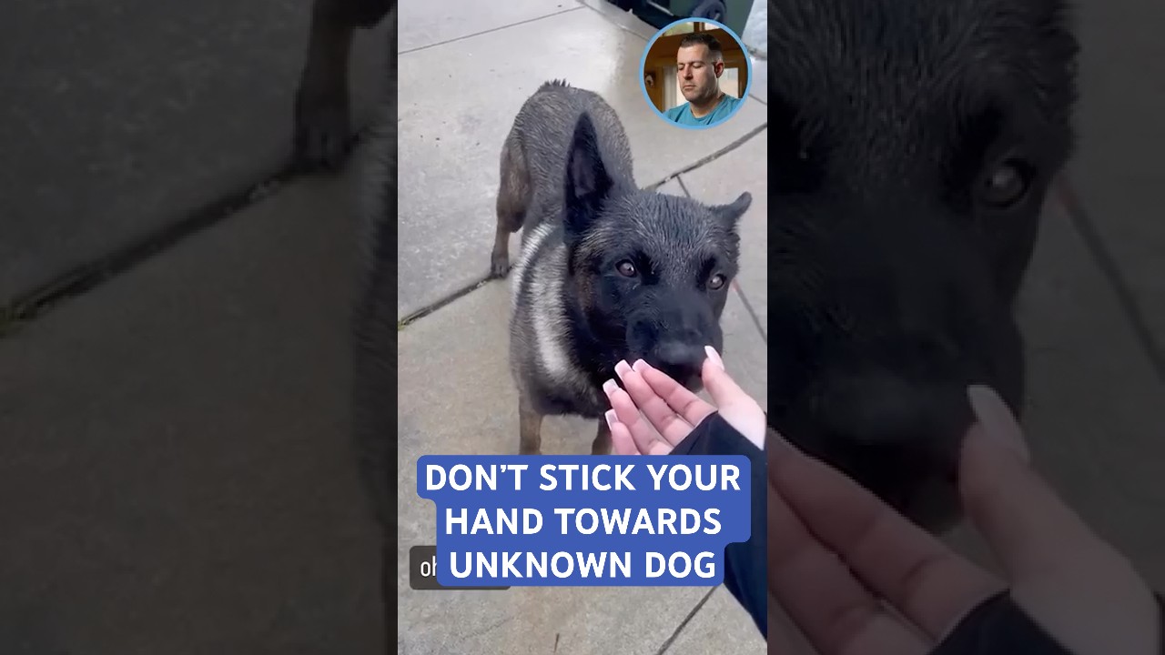 DON'T STICK YOUR HAND TOWARDS UNKNOWN DOG #dogpsychology #dog #dogs #dogtrainer #nycdogtrainer #NJ