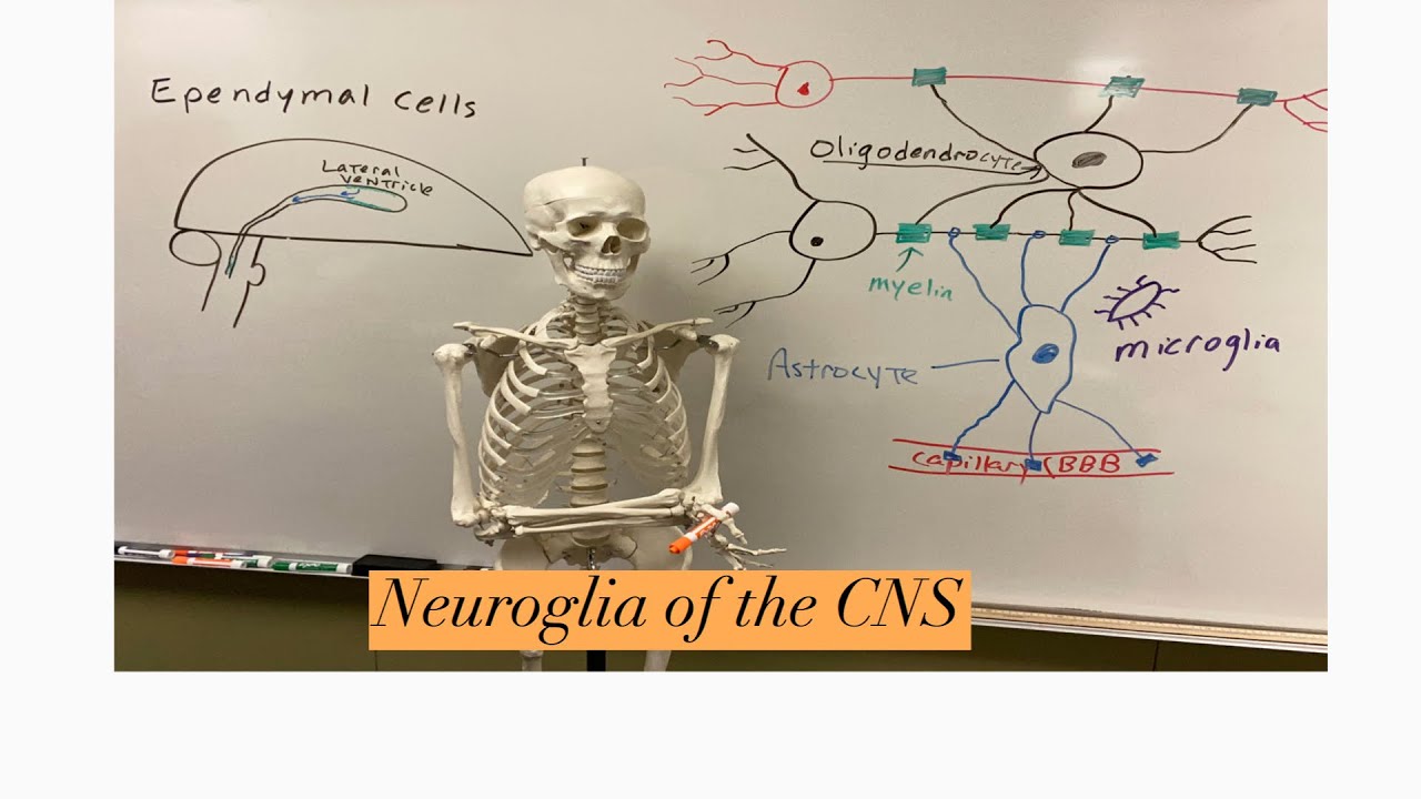Нейроглия ЦНС