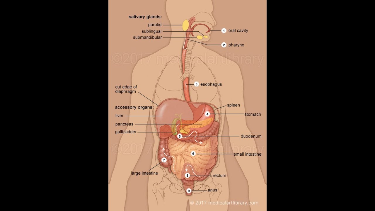 GIT SYSTEM ANATOMY - تشريح الجهاز الهضمي