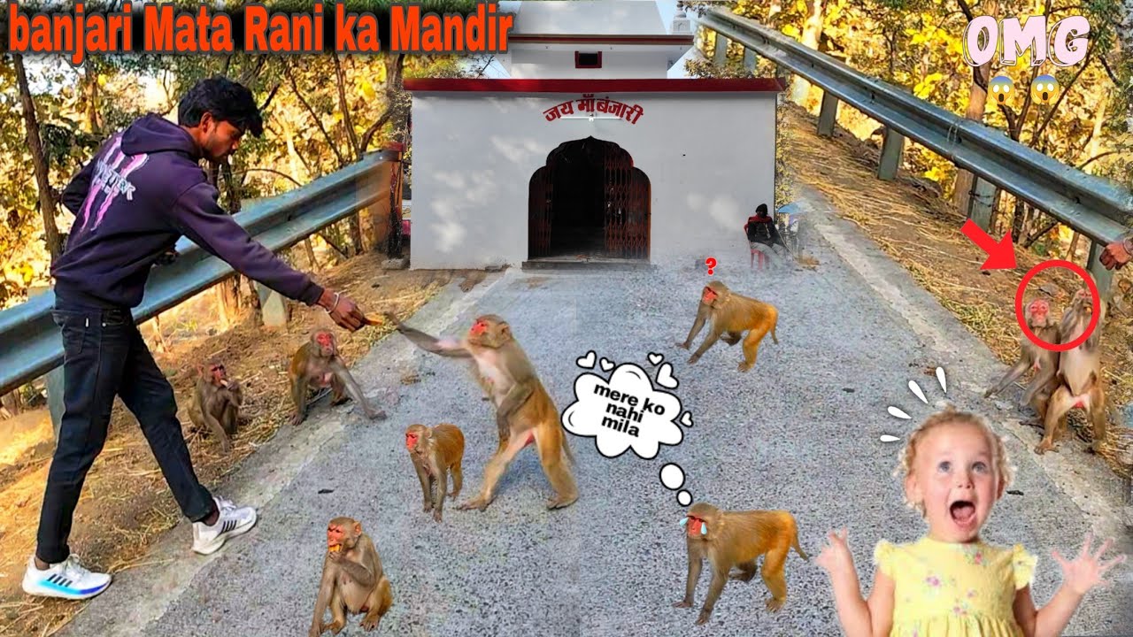 BANJARI MATA RANI KE MANDIR ME ITNE SARE MONKEY 🐒 KAHA SE AGAYE #powervlogmp20 #viral #monkey 