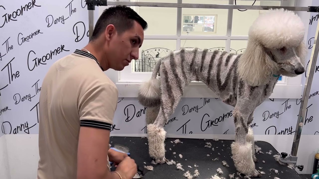 Tutorial on zebra creative dog grooming  tutorial de te&ntilde;ido tipo zebra