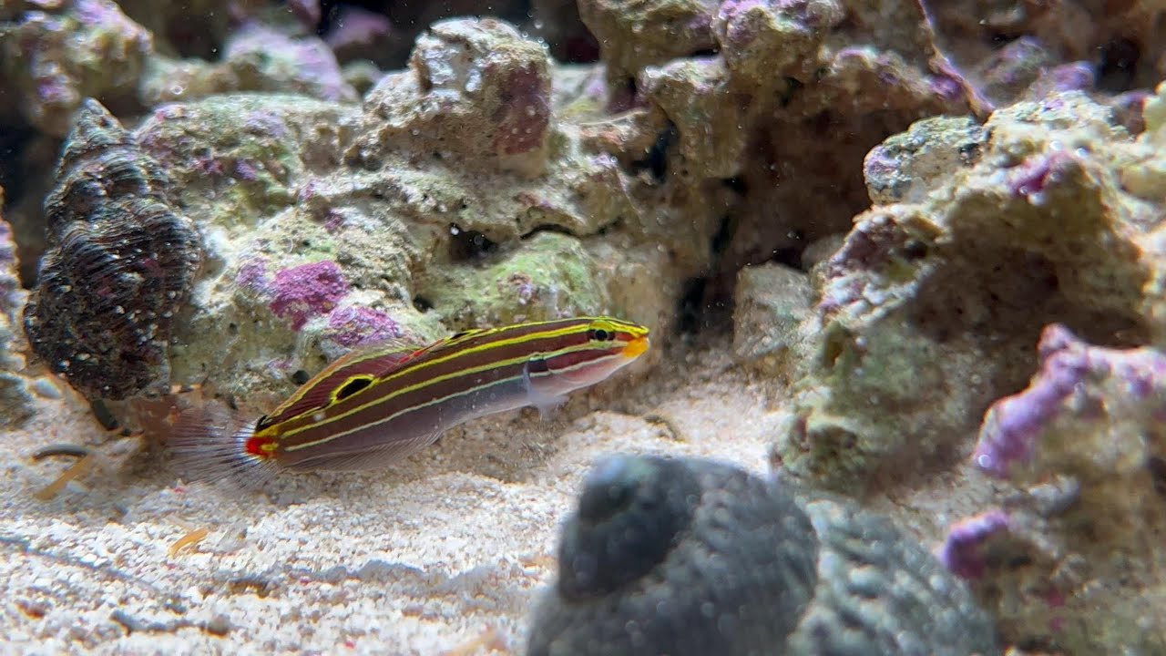 Hector's goby (Music:Canon in D Major) 4K60 HDR
